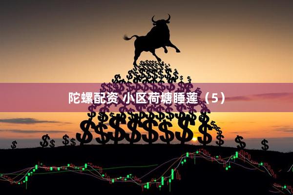 陀螺配资 小区荷塘睡莲（5）